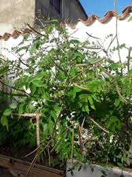 La brusca es una planta leñosa de medio metro de altura. Cassia Occidentalis Brusca Hive
