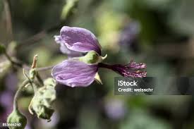 Image result for Abutilon longicuspe
