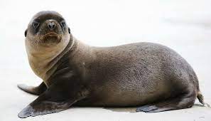 I am in love with you. How To Say Fat Boy In Spanish