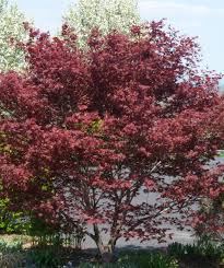 In the spring, bright red star shaped leaves emerge. Bloodgood Japanese Maple Bower Branch