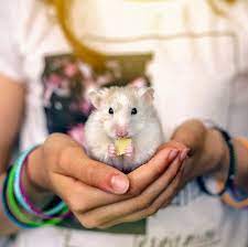 The syrian hamster, also known as the golden hamster, is among the most popular choices for small pets. The Best Types Of Hamsters Dwarf Hamster Syrian Hamster