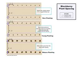 How To Grow Blackberries