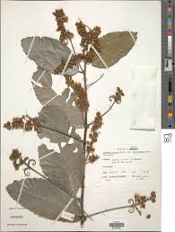 Image result for Hugonia platysepala