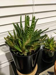 Aliexpress carries many cats and succulent related products, including. What Am I Cat Has Been Nibbling Ends Is It Toxic Succulents
