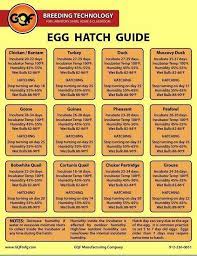 Egg Hatch Guide Chicken Incubator Hatching Chickens Raising Turkeys