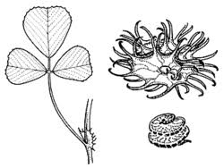 Image result for Medicago polymorpha