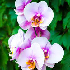 3 Incredible Orchid Facts That You Need Know Orchids Flowers Plants