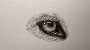 How To Draw A Wolf Eye Wolf Eye Drawing Wolf Face Drawing Wolf Eyes