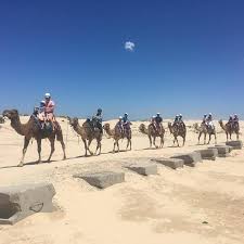 But getting on and riding a camel, especially if you're a novice, is anything but noble. Adventure Camel Rides Stockton Beach Port Stephens