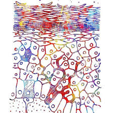 Anatomical Watercolor From Skin Layers Epidermis Epidermis Art Skin Layers Art Epidermis Poster Wall Art