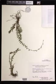 Image result for Adiantum incisum