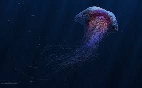 Astronauts injected chemicals into those bags that would induce the polyps to swim freely (and, ultimately, reproduce). Free Download Digital Art Jellyfish Hd Wallpaper Wallpaperbetter