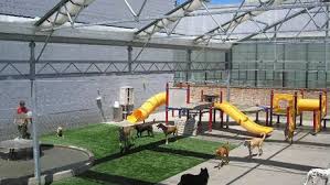 Daycare Dog Daycare Dog Boarding Kennels Dog Kennel