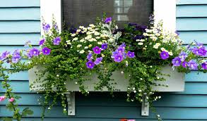 5.0 out of 5 stars 1. 15 Gorgeous Flowering Window Box Ideas For Spring