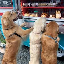They will come with an akc registration application and akc litter certificate. This Is A Food Truck That Will Have Tongues And Tails Wagging Duck Neck And Chicken Hearts On The Menu Abc News