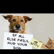 Pet Adoption Pets I Love Dogs Dogs