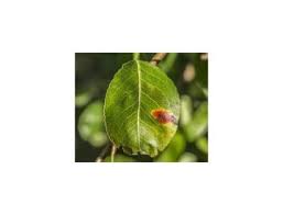 Image result for rez rzivost ostru%u017Einy