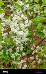 Image result for Spiraea prunifolia