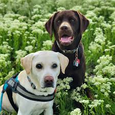 Colorado serenity labrador retriever work hard to bring you the best labrador retriever puppies colorado can produce. Mile High Labrador Retriever Mission Home Facebook