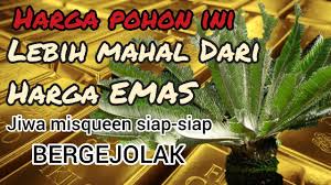 Salah satu cara memperbanyak tanaman hias jenis sikas yaitu dengan memisahkan tunas anakan yang tumbuh pada bagian pangkal pohon sikas. Harga Tanaman Ini Lebih Mahal Dari Harga Emas Gimana Menurut Anda Encephalartosbrevifoliolatus Youtube