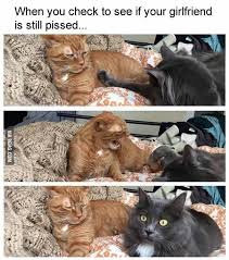 When Your Girlfriend Is Mad Haha Lol Meme Fun Crazy 9gag Funny Animal Pictures Funny Animals Animals