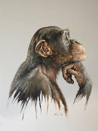 The Thinker By Mario Pichler Monkey Art Realistic Animal Drawings Animal Paintings
