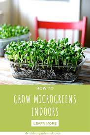 Growing Microgreens Indoors The Ultimate Guide Growing Microgreens Hydroponic Gardening Growing Sprouts