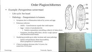 Image result for Dignathia