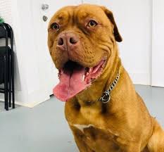 Check spelling or type a new query. Chien Dogue De Bordeaux Pour Adoption Zara Spa Regionale