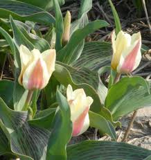 Flowers that bloom in march and april. Mary Ann Tulips Mary Ann Green Foliage