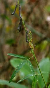Image result for Crotalaria lanceolata