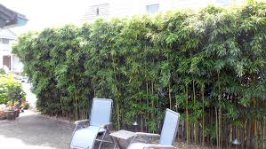 Hedges are an excellent way of ensuring privacy, as they are easy on the eyes, and a rather polite way of saying, stay out!. Privacy Hedges Nj Bamboo Landscaping