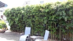 A popular evergreen shrub in the south, japanese pittosporum has dense, compact foliage that makes it suitable for privacy screens or informal types of hedges. Privacy Hedges Nj Bamboo Landscaping