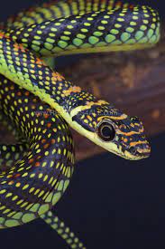 Paradise Flying Snake Chrysopelea Paradise Pet Snake Snake Cute Snake