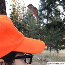 Confused Hummingbird Find And Share Funny Animated Gifs Cute Animals Cute Funny Animals Funny Animal Pictures