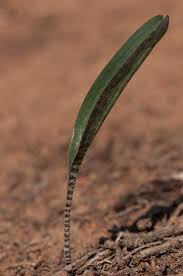 Image result for Ledebouria luteola