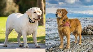 Labrador Retriever Vs Golden Retriever Which Dog Breed Is Best