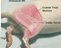 Image result for Intramuscular Injection