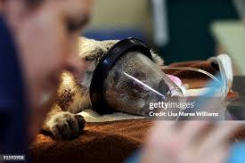 676 Caroline And The Therapist Stock Photos, High-Res Pictures, and Images 