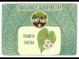 Image result for Dombeya torrida
