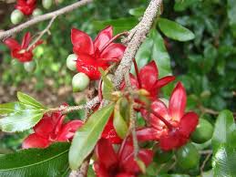 Image result for Ochna