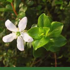 Image result for Buchnera lastii