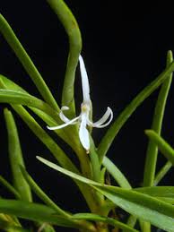 Image result for Jumellea walleri