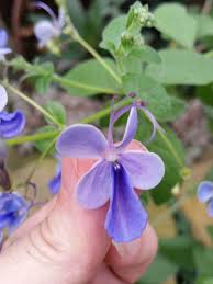 Image result for Clerodendrum buchneri