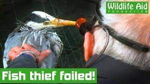 Species of heron egrets thwarting herons and egrets my experiences with herons. Heron Trapped In Pond Netting Whilst Trying To Get Fish Youtube