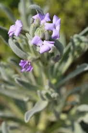Image result for Matthiola