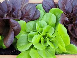 Sommer und salat gehören für mich seit kindheit zusammen. Baby Leafs Von Der Fensterbank Frankfurter Beete