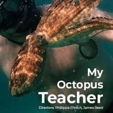 Watch my octopus teacher (2020) : My Octopus Teacher Moctopusteacher Twitter