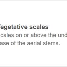 Image result for Thesium multiramulosum