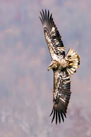 Bald eagle identification all about birds cornell lab of juvenile bald eagles heads are all dark and easily confused with the fully brown head of a golden eagle. Telling The Difference Between Juvenile Bald Eagles And Goldens News Oleantimesherald Com